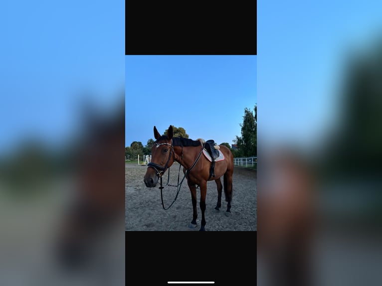 Más caballos centroeuropeos Yegua 4 años 175 cm Castaño in G&#x142;og&#xF3;w