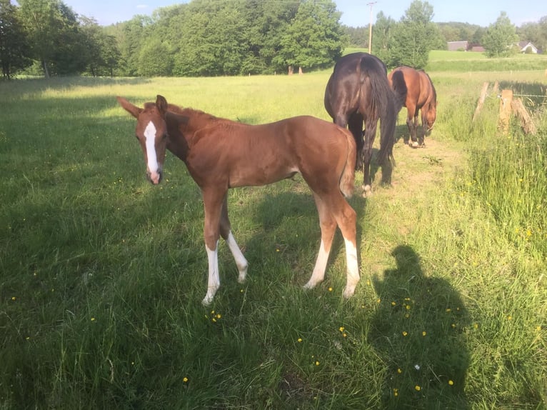 Más caballos centroeuropeos Yegua 4 años 177 cm Alazán in WipperfürthWipperfürth