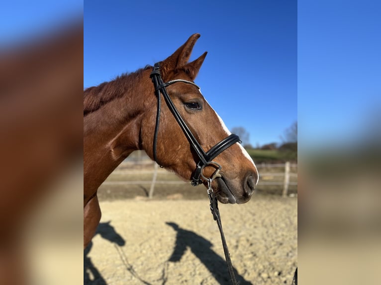 Más caballos centroeuropeos Yegua 4 años 177 cm Alazán in WipperfürthWipperfürth