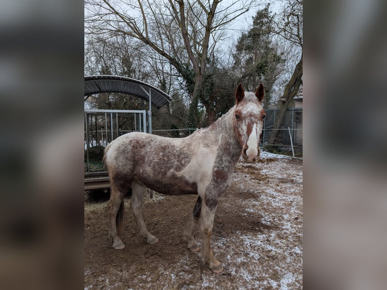 Más caballos centroeuropeos Mestizo Yegua 5 años 150 cm in Wiesentheid