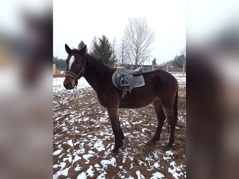 Más caballos centroeuropeos Mestizo Yegua 5 años 150 cm Castaño oscuro in Abony