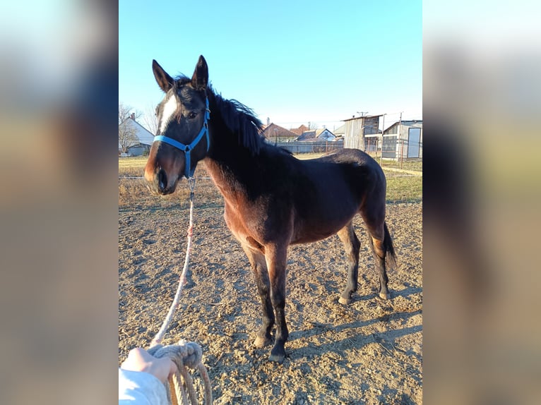 Más caballos centroeuropeos Mestizo Yegua 5 años 150 cm Castaño oscuro in Abony