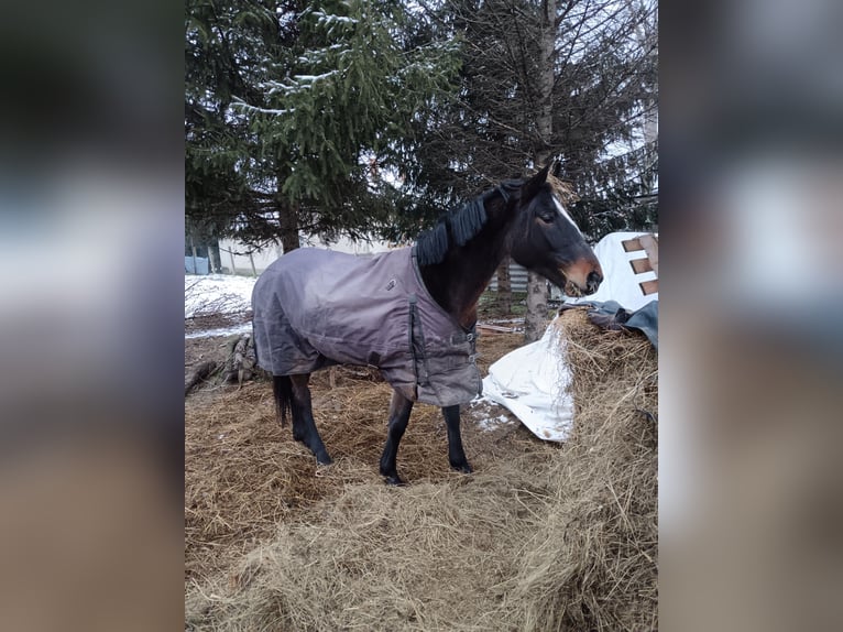 Más caballos centroeuropeos Mestizo Yegua 5 años 150 cm Castaño oscuro in Abony