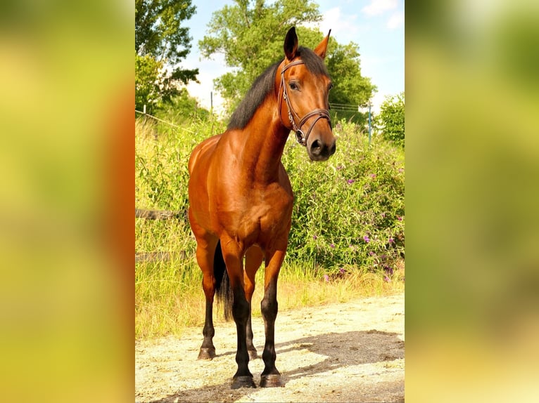 Más caballos centroeuropeos Yegua 5 años 152 cm Castaño in Straubing