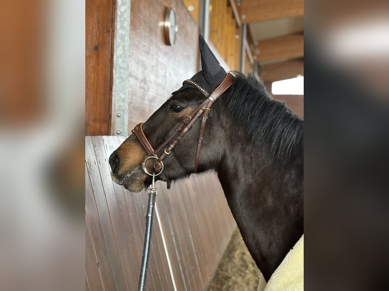 Más caballos centroeuropeos Yegua 5 años 152 cm Castaño oscuro in Holsthum