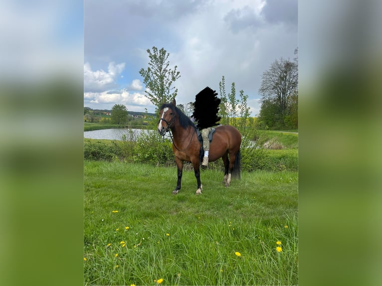 Más caballos centroeuropeos Yegua 5 años 155 cm Alazán-tostado in Uehlfeld