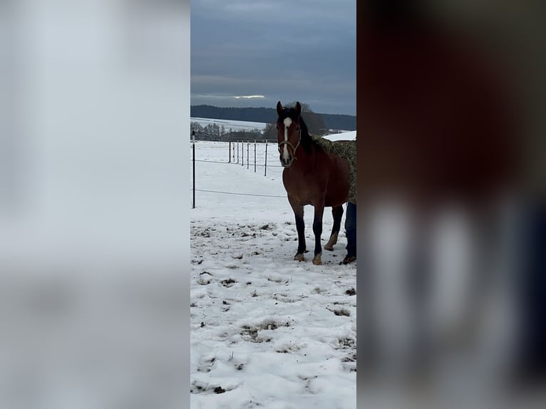 Más caballos centroeuropeos Yegua 5 años 155 cm Alazán-tostado in Uehlfeld