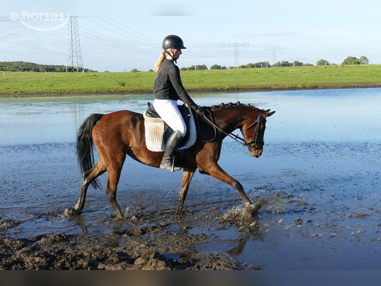 Más caballos centroeuropeos Yegua 5 años 155 cm Castaño in Ganschow
