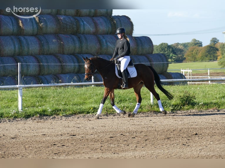 Más caballos centroeuropeos Yegua 5 años 155 cm Castaño in Ganschow