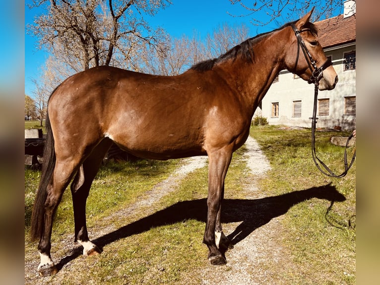 Más caballos centroeuropeos Yegua 5 años 155 cm Castaño claro in Uttendorf