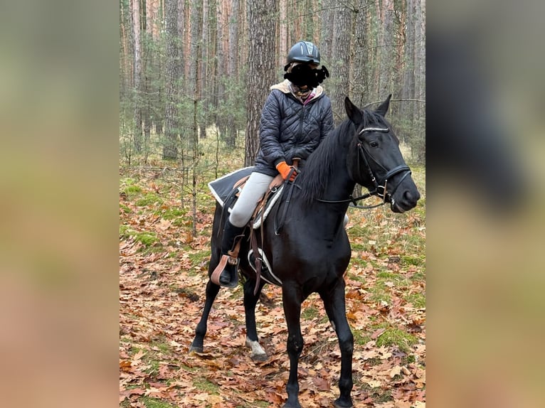 Más caballos centroeuropeos Yegua 5 años 155 cm Negro in Dahme/Mark
