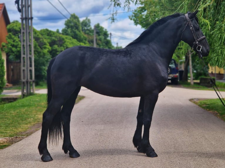 Más caballos centroeuropeos Yegua 5 años 155 cm Negro in B&#xE9;k&#xE9;scsaba