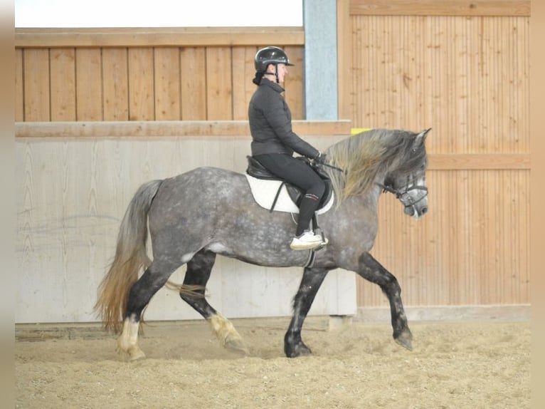 Más caballos centroeuropeos Yegua 5 años 155 cm Tordo in Wellheim