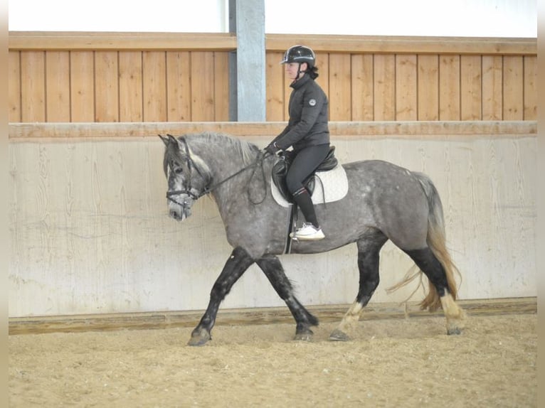 Más caballos centroeuropeos Yegua 5 años 155 cm Tordo in Wellheim