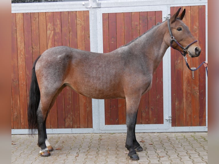 Más caballos centroeuropeos Yegua 5 años 157 cm in Dorsten