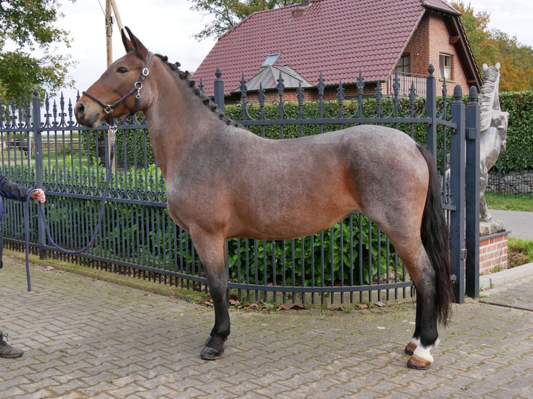 Más caballos centroeuropeos Yegua 5 años 157 cm in Dorsten