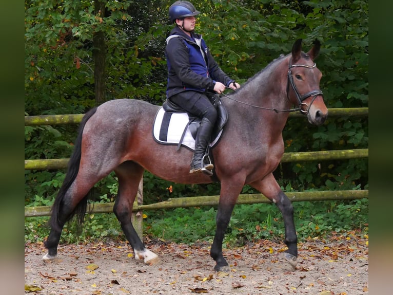 Más caballos centroeuropeos Yegua 5 años 157 cm in Dorsten