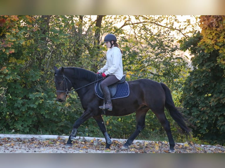 Más caballos centroeuropeos Mestizo Yegua 5 años 157 cm Castaño in Klingenbach / Klimpuh