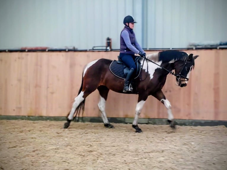 Más caballos centroeuropeos Yegua 5 años 159 cm Pío in Chełmno