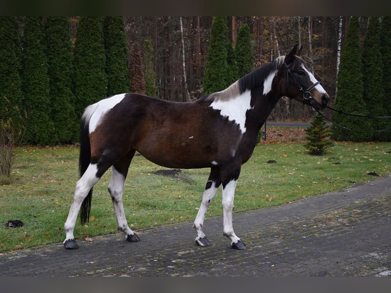 Más caballos centroeuropeos Yegua 5 años 159 cm Pío in Chełmno