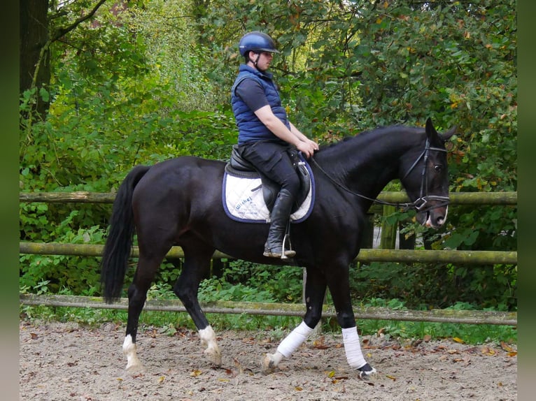 Más caballos centroeuropeos Yegua 5 años 160 cm in Dorsten