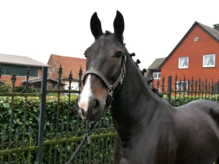 Más caballos centroeuropeos Yegua 5 años 160 cm in Dorsten