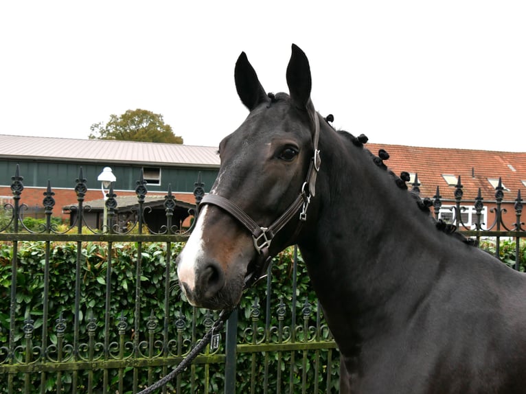 Más caballos centroeuropeos Yegua 5 años 160 cm in Dorsten