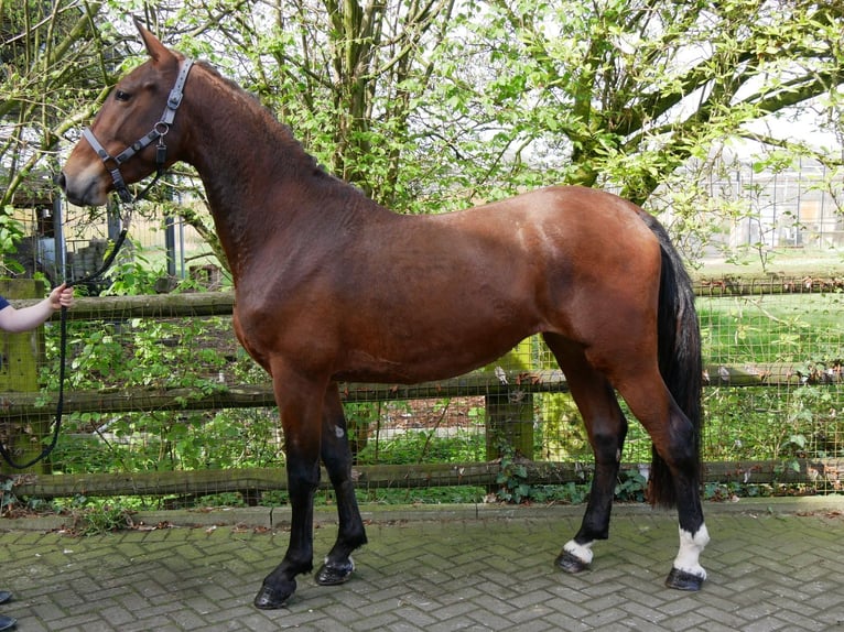 Más caballos centroeuropeos Yegua 5 años 160 cm in Dorsten