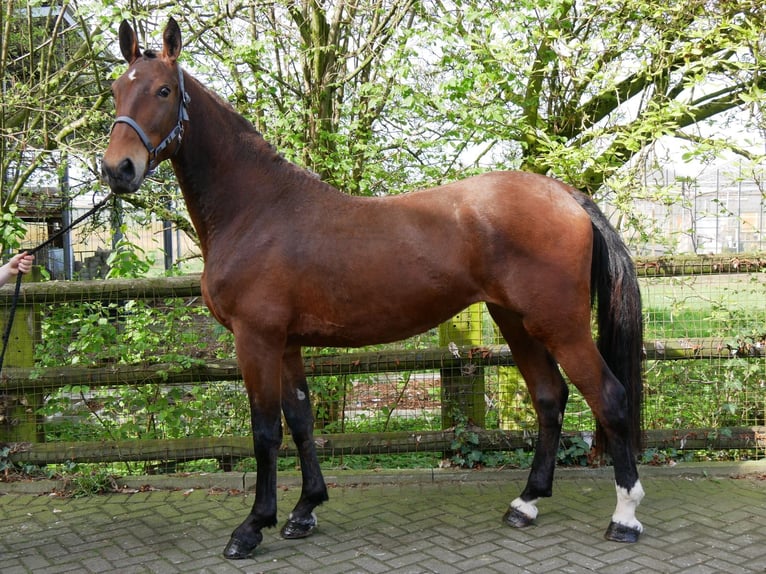 Más caballos centroeuropeos Yegua 5 años 160 cm in Dorsten