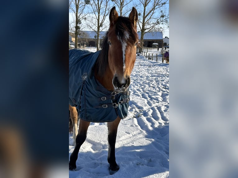 Más caballos centroeuropeos Yegua 5 años 160 cm Castaño in Rehfelde Werder