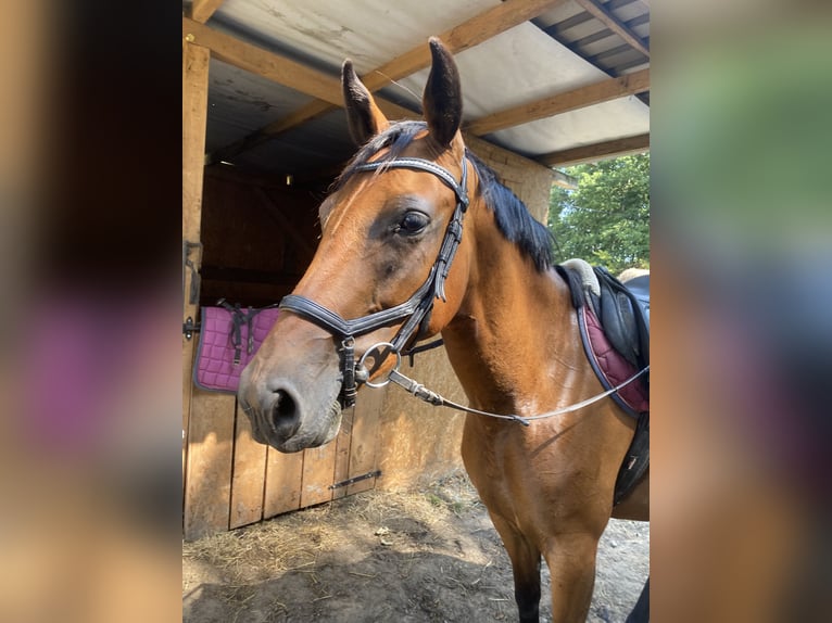 Más caballos centroeuropeos Mestizo Yegua 5 años 160 cm Castaño in Ełk