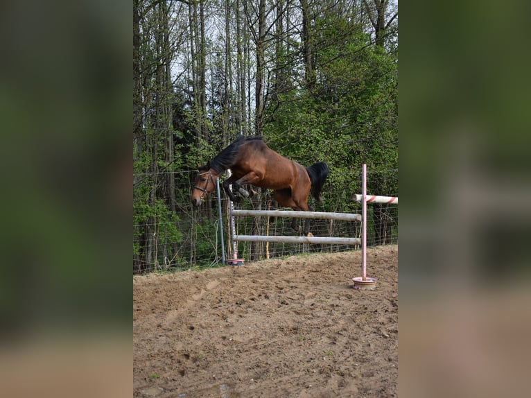 Más caballos centroeuropeos Mestizo Yegua 5 años 160 cm Castaño in Ełk