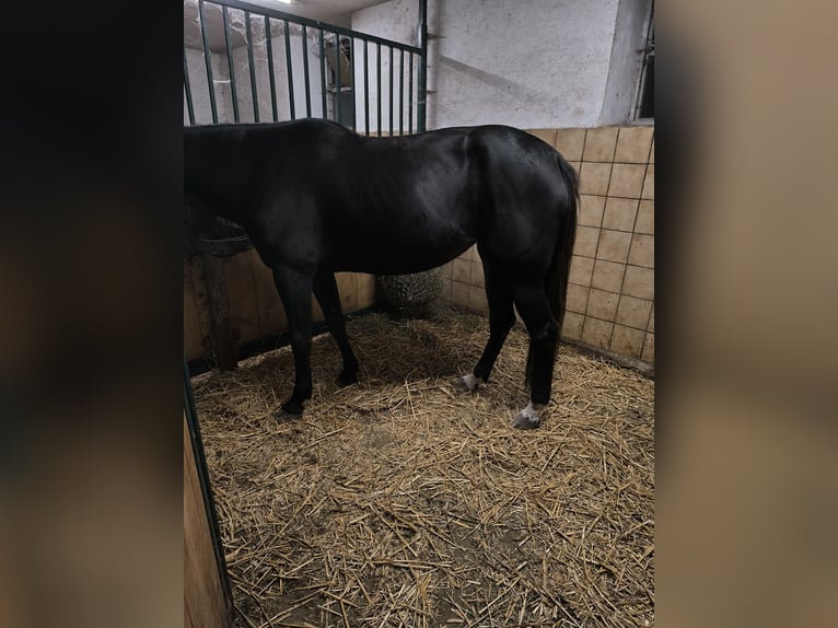 Más caballos centroeuropeos Yegua 5 años 160 cm Morcillo in Tragwein