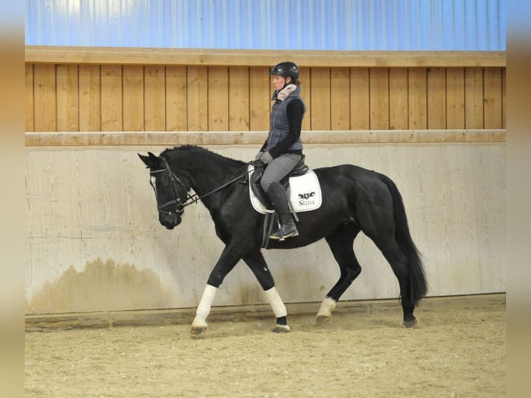 Más caballos centroeuropeos Yegua 5 años 160 cm Negro in Wellheim