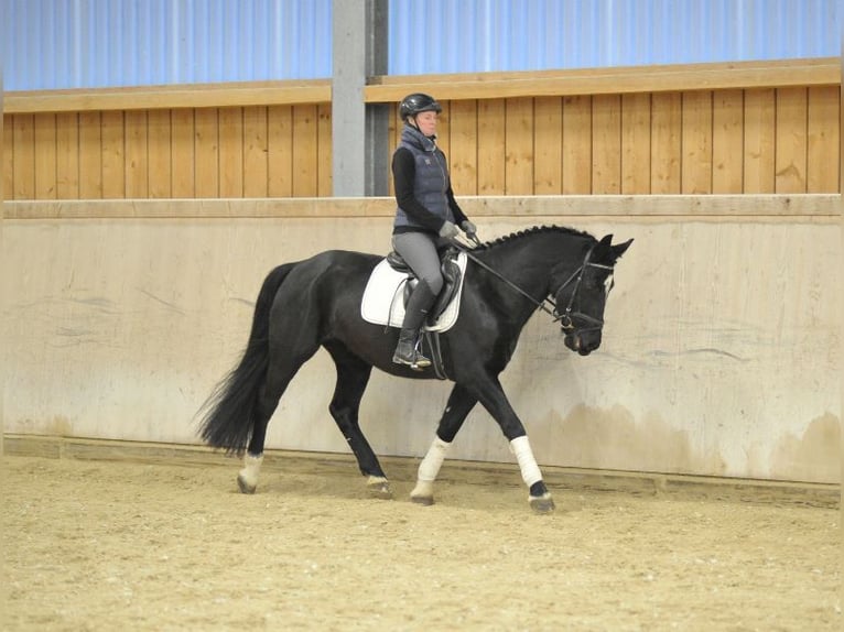 Más caballos centroeuropeos Yegua 5 años 160 cm Negro in Wellheim