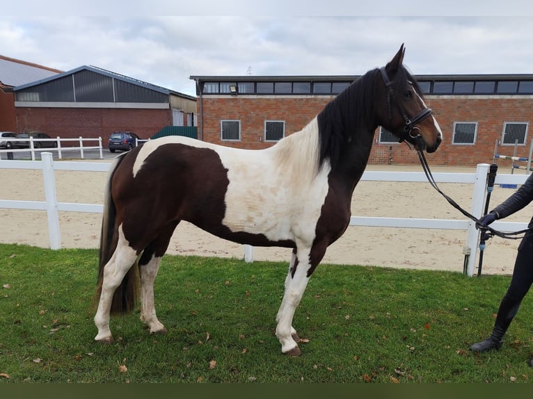 Más caballos centroeuropeos Yegua 5 años 160 cm Pío in Bad Laer