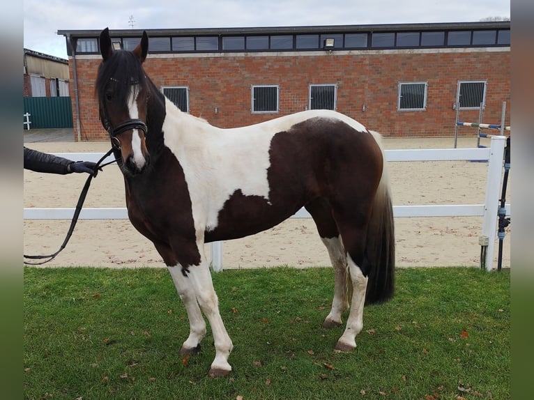 Más caballos centroeuropeos Yegua 5 años 160 cm Pío in Bad Laer