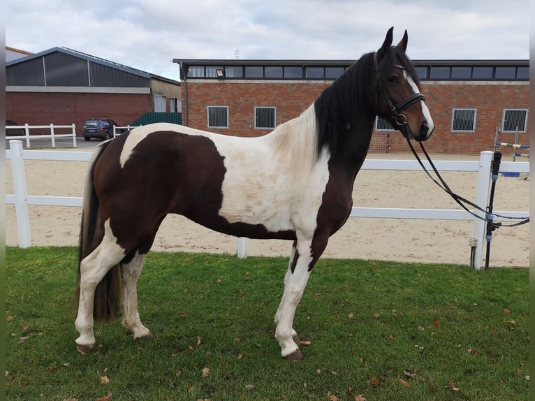 Más caballos centroeuropeos Yegua 5 años 160 cm Pío in Bad Laer