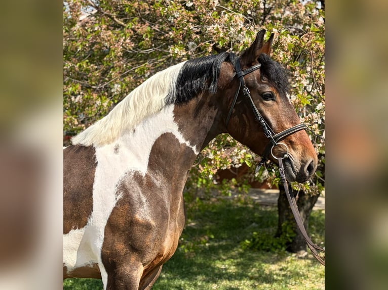 Más caballos centroeuropeos Yegua 5 años 160 cm Pío in Mezőhegyes