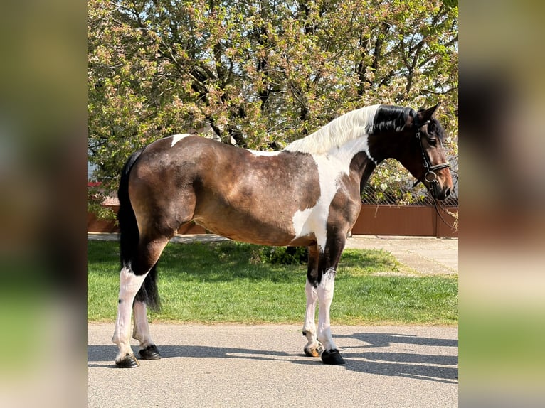 Más caballos centroeuropeos Yegua 5 años 160 cm Pío in Mezőhegyes