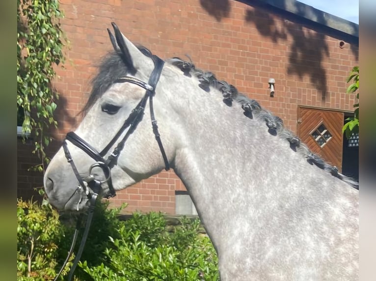 Más caballos centroeuropeos Yegua 5 años 160 cm Tordo in Hopsten