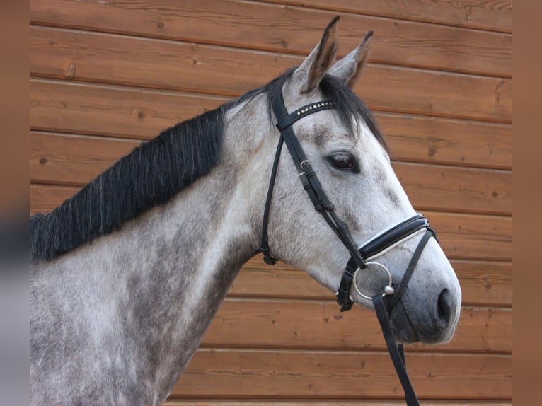 Más caballos centroeuropeos Yegua 5 años 160 cm Tordo rodado in Wartenberg