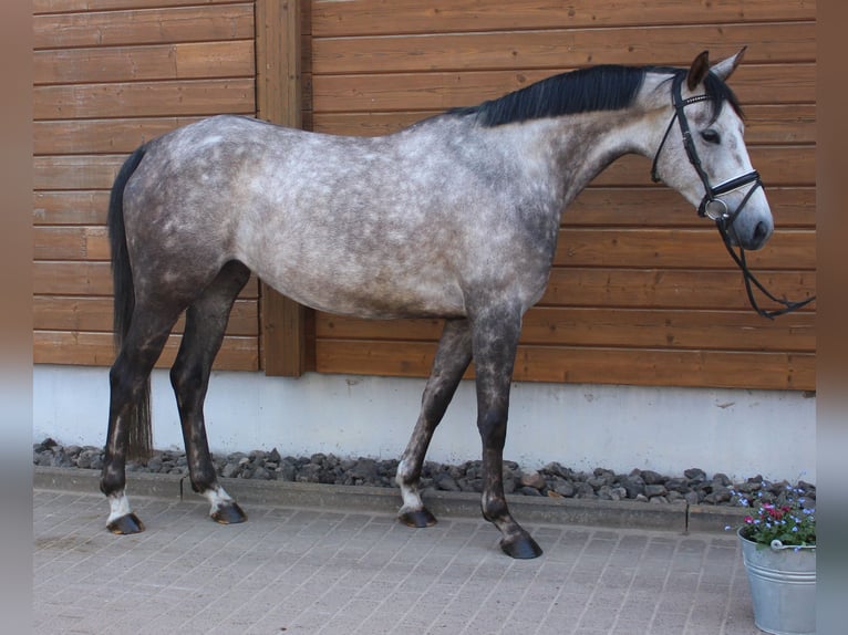 Más caballos centroeuropeos Yegua 5 años 160 cm Tordo rodado in Wartenberg