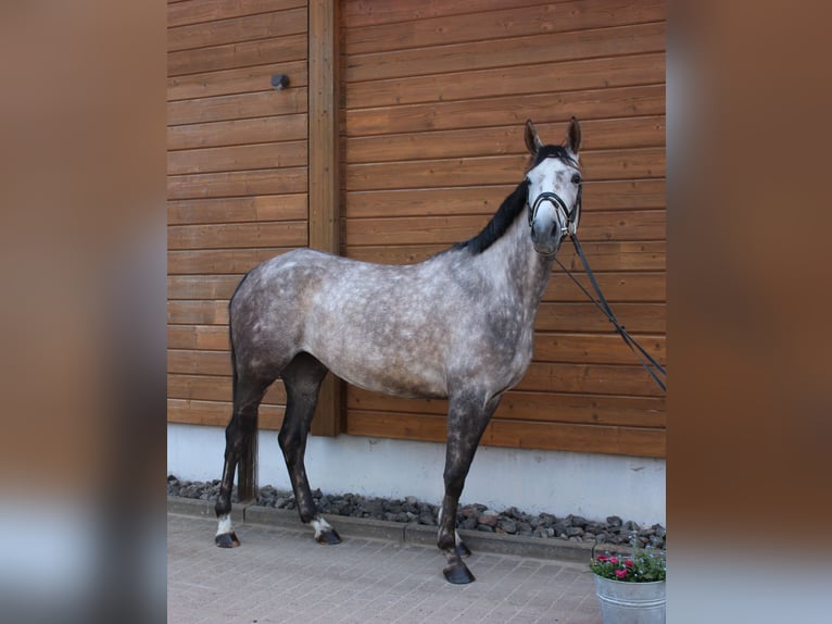 Más caballos centroeuropeos Yegua 5 años 160 cm Tordo rodado in Wartenberg