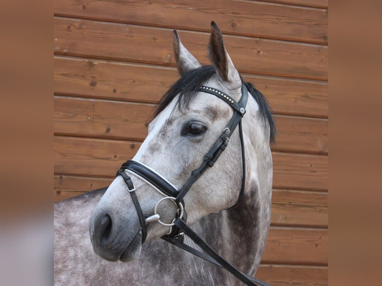 Más caballos centroeuropeos Yegua 5 años 160 cm Tordo rodado in Wartenberg