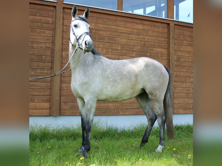 Más caballos centroeuropeos Yegua 5 años 160 cm Tordo rodado in Wartenberg