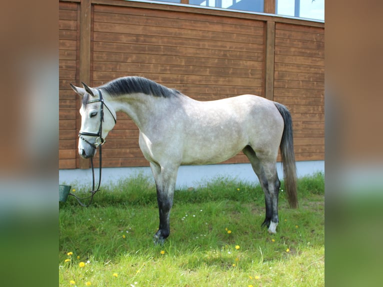 Más caballos centroeuropeos Yegua 5 años 160 cm Tordo rodado in Wartenberg