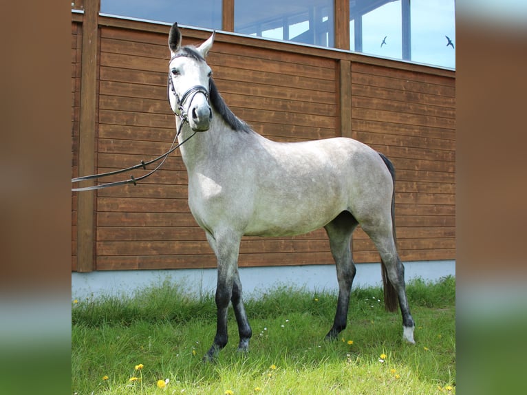 Más caballos centroeuropeos Yegua 5 años 160 cm Tordo rodado in Wartenberg