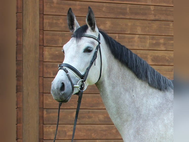 Más caballos centroeuropeos Yegua 5 años 160 cm Tordo rodado in Wartenberg