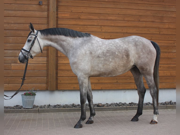 Más caballos centroeuropeos Yegua 5 años 160 cm Tordo rodado in Wartenberg